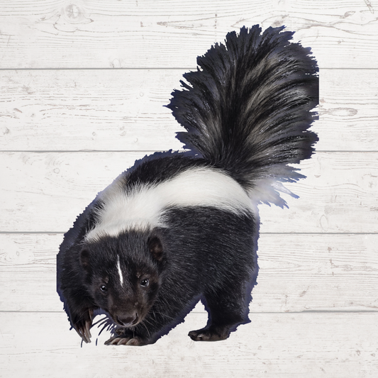 Plush Skunk